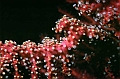 35 Parerythropodium corall